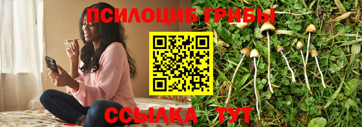 Псилоцибиновые грибы мицелий Санкт-Петербург